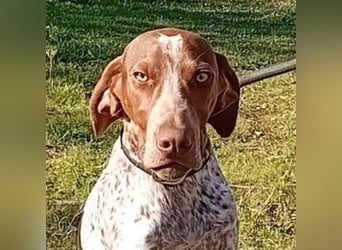 MERLIN-sanft, freundlich, sensibel, liebevoll auf der Suche nach seinem liebevollen Zuhause