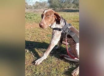 MERLIN-sanft, freundlich, sensibel, liebevoll auf der Suche nach seinem liebevollen Zuhause