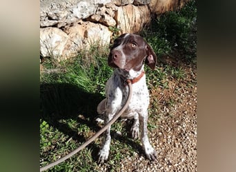 ARTURO-sanft, freundlich, menschenbezogen, fröhlich auf der Suche nach liebevollem Zuhause