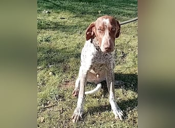 MERLIN-sanft, freundlich, sensibel, liebevoll auf der Suche nach seinem liebevollen Zuhause