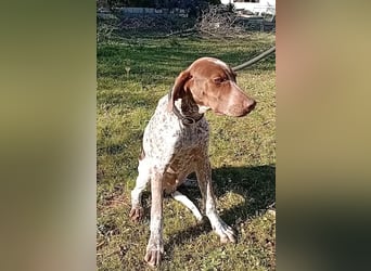 MERLIN-sanft, freundlich, sensibel, liebevoll auf der Suche nach seinem liebevollen Zuhause