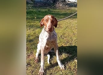 MERLIN-sanft, freundlich, sensibel, liebevoll auf der Suche nach seinem liebevollen Zuhause