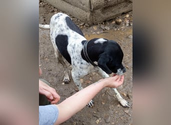 Wirbelwind Oreo sucht ein aktives Zuhause