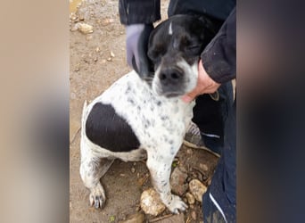 Wirbelwind Oreo sucht ein aktives Zuhause