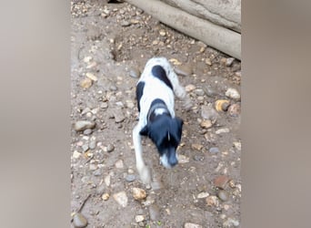 Wirbelwind Oreo sucht ein aktives Zuhause