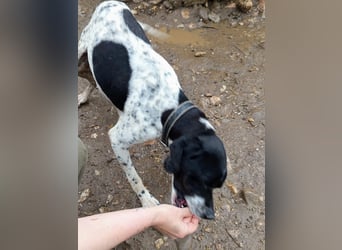 Wirbelwind Oreo sucht ein aktives Zuhause