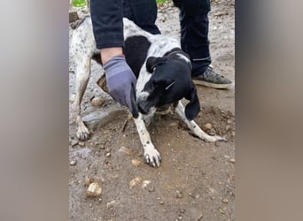 Wirbelwind Oreo sucht ein aktives Zuhause