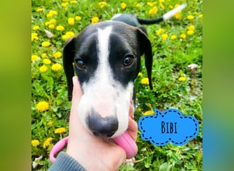 Bibi ein absoluter Engel