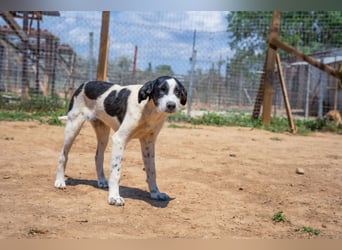 Coco - Pointer-mix sucht liebevolles Zuhause