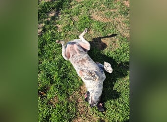 NOTFALL !! Pointer Hündin Luna sucht einen Gnadenplatz