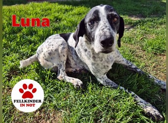 NOTFALL !! Pointer Hündin Luna sucht einen Gnadenplatz