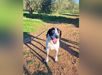 NOTFALL !! Pointer Hündin Luna sucht einen Gnadenplatz