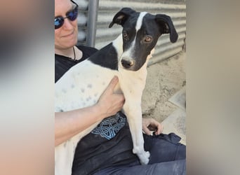 Roke , kleiner Charmeur mit Kuschelpfoten sucht sein Glück