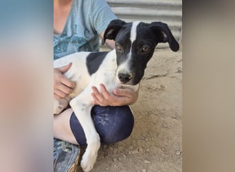 Roke , kleiner Charmeur mit Kuschelpfoten sucht sein Glück