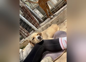 Sanfte und sensible Seele FIDO (3 Jahre) sucht ein Zuhause!
