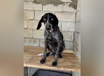Pointer Mix Dame RENA (4 Jahre) sucht eine Familie