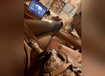 Pointer Mix Dame Tessa (4,5 Jahre) ohne Jagdtrieb) sucht eine Familie