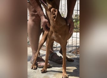Danai, eine wundervolle Seele sucht ihre eigene Familie