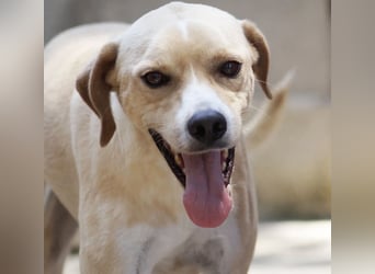 Sanfte und sensible Seele FIDO (3 Jahre) sucht ein Zuhause!