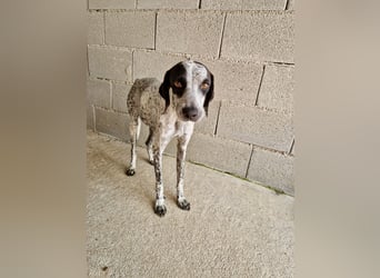 Pointer Mix Dame Tessa (4,5 Jahre) ohne Jagdtrieb) sucht eine Familie