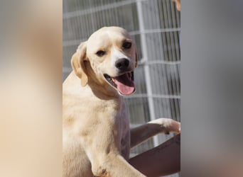 Sanfte und sensible Seele FIDO (3 Jahre) sucht ein Zuhause!