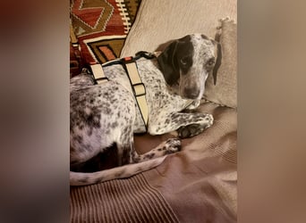 Pointer Mix Dame Tessa (4,5 Jahre) ohne Jagdtrieb) sucht eine Familie