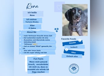 Pointer Mix Dame RENA (4 Jahre) sucht eine Familie