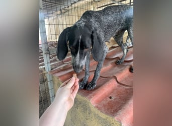 Pointer Mix Dame RENA (4 Jahre) sucht eine Familie