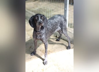 Pointer Mix Dame RENA (4 Jahre) sucht eine Familie