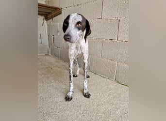 Pointer Mix Dame Tessa (4,5 Jahre) ohne Jagdtrieb) sucht eine Familie