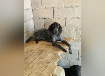 Pointer Mix Dame RENA (4 Jahre) sucht eine Familie