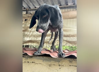 Pointer Mix Dame RENA (4 Jahre) sucht eine Familie