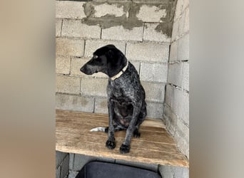 Pointer Mix Dame RENA (4 Jahre) sucht eine Familie