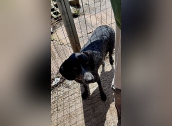 Pointer Mix Dame RENA (4 Jahre) sucht eine Familie