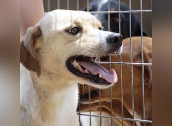 Sanfte und sensible Seele FIDO (3 Jahre) sucht ein Zuhause!