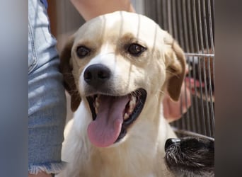 Sanfte und sensible Seele FIDO (3 Jahre) sucht ein Zuhause!