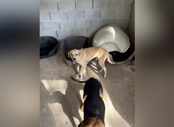 Sanfte und sensible Seele FIDO (3 Jahre) sucht ein Zuhause!