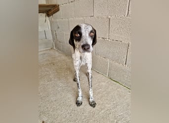 Pointer Mix Dame Tessa (4,5 Jahre) ohne Jagdtrieb) sucht eine Familie