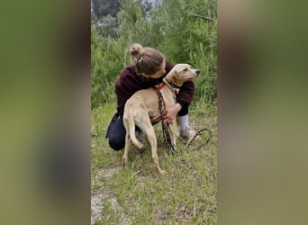 Sanfte und sensible Seele FIDO (3 Jahre) sucht ein Zuhause!