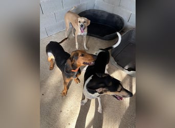 Sanfte und sensible Seele FIDO (3 Jahre) sucht ein Zuhause!