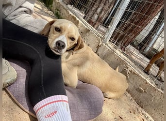 Sanfte und sensible Seele FIDO (3 Jahre) sucht ein Zuhause!