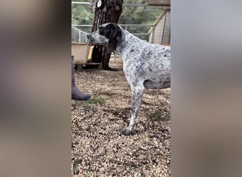 Pointer Mix Dame Tessa (4,5 Jahre) ohne Jagdtrieb) sucht eine Familie