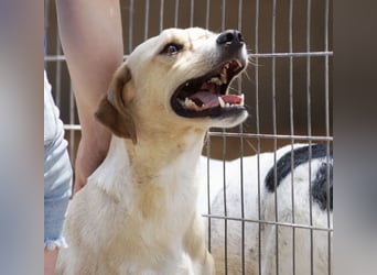 Sanfte und sensible Seele FIDO (3 Jahre) sucht ein Zuhause!