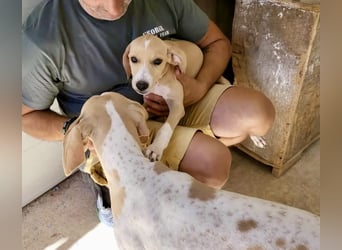 Sanfte und sensible Seele FIDO (3 Jahre) sucht ein Zuhause!