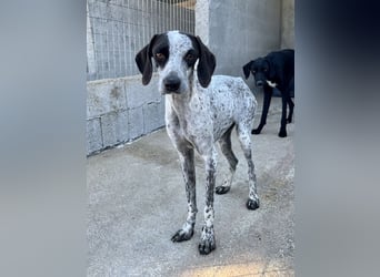 Pointer Mix Dame Tessa (4,5 Jahre) ohne Jagdtrieb) sucht eine Familie