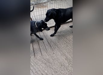 Pointer Mix Dame RENA (4 Jahre) sucht eine Familie