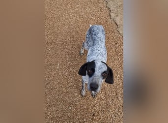 Pointer Mix Dame Tessa (4,5 Jahre) ohne Jagdtrieb) sucht eine Familie