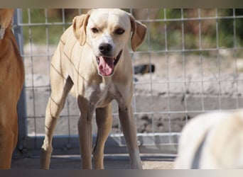 Sanfte und sensible Seele FIDO (3 Jahre) sucht ein Zuhause!