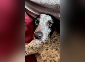 Pointer Mix Dame Tessa (4,5 Jahre) ohne Jagdtrieb) sucht eine Familie