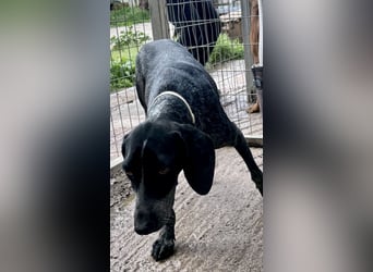 Pointer Mix Dame RENA (4 Jahre) sucht eine Familie